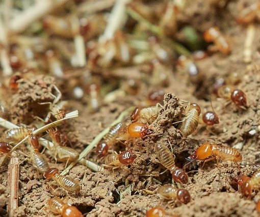 Comment apparaissent les termites